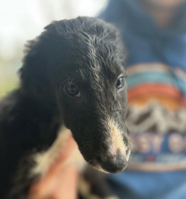 สุนัข Borzoi ราคาแบ่งปัน 4