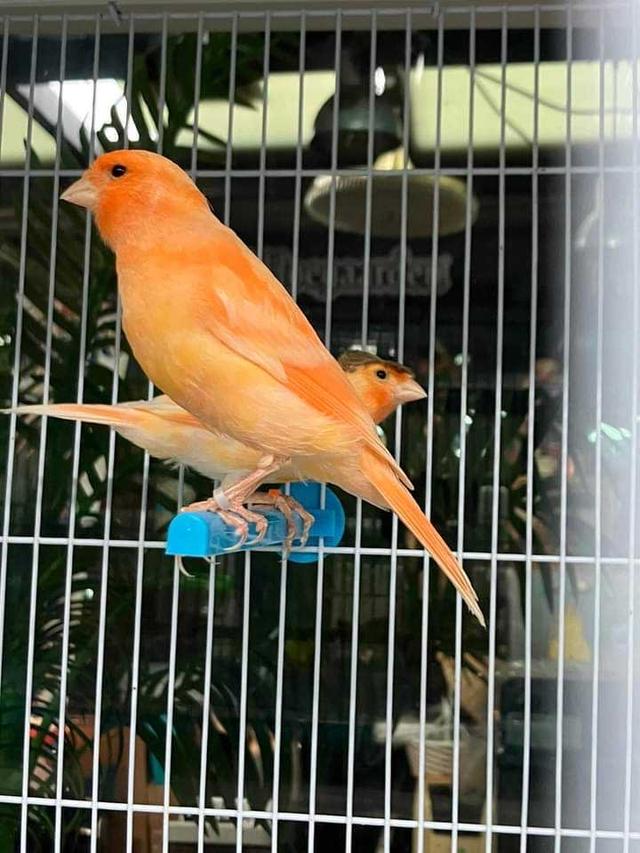 นกคีรีบูนส้ม 3