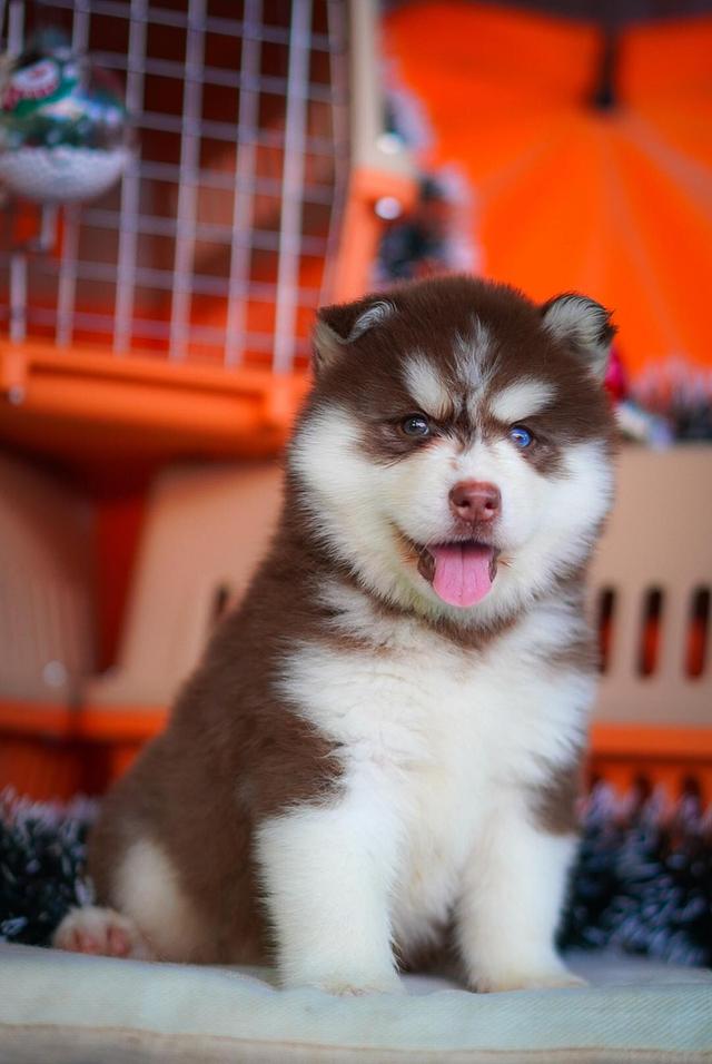 100% Purebred Siberian Husky Puppies — All Colors & Coats รูปที่ 9