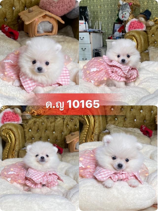 ลูกปอมปอมแท้ น่ารัก สีสวย อ้วนกลมหมี พร้อมย้ายบ้านค่ะ รูปย่อยที่ 4