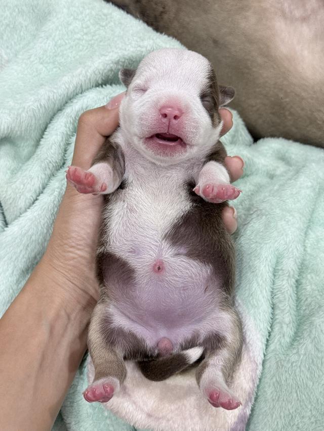 มัดจำแล้ว Exotic bully เพศเมีย สีพายช็อคไตร เปิดจอง