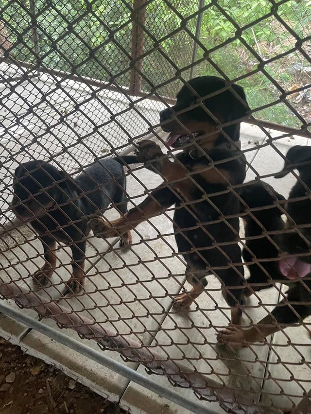 ลูกสุนัข