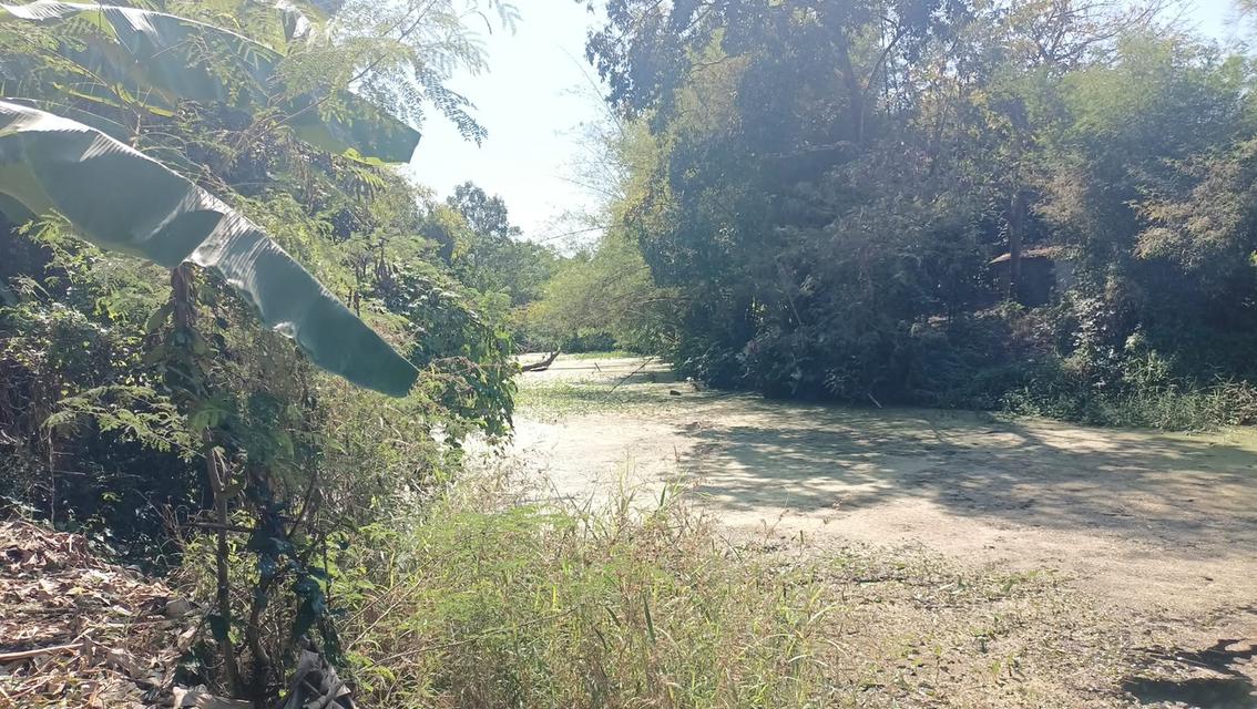 สวนลำใย 31ไร่3งาน ที่ดินวิวสวยที่บนเขา ท้ายสวนมีฝายน้ำ 1