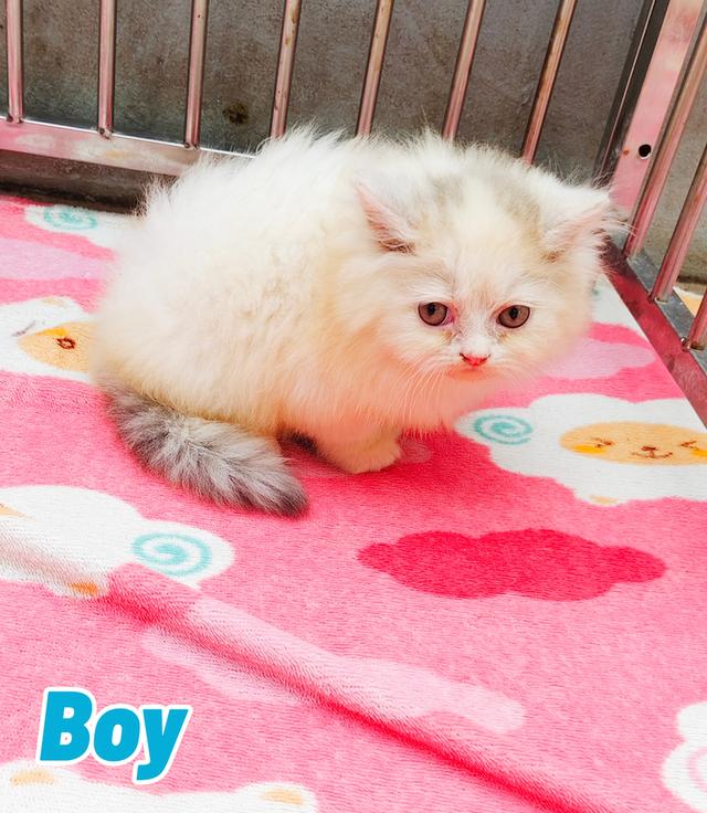 น้องเปอร์เซียพร้อมย้ายบ้านครับ 7