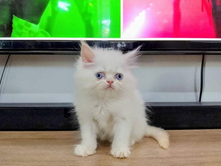 ขายลูกแมวเปอร์เซียน่ารัก เมีย ตาฟ้า พระรามสอง เทียนทะเล
