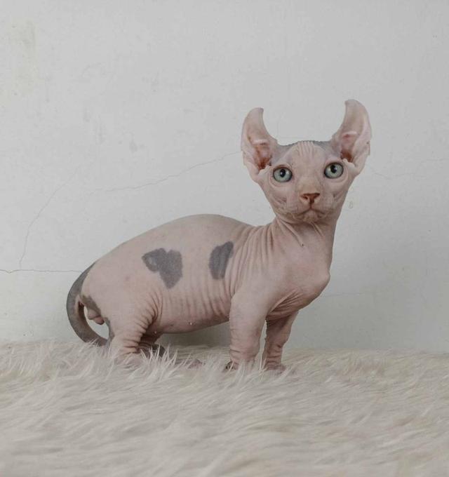 31.แมวดเวล/เพศผู้ หาบ้าน Dwelf Cat/Male looking for a new home 4