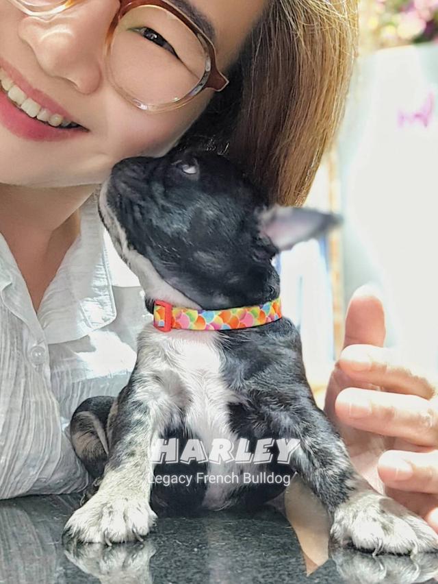 Harley, Exotic French Bulldog, black merle, rare color 7