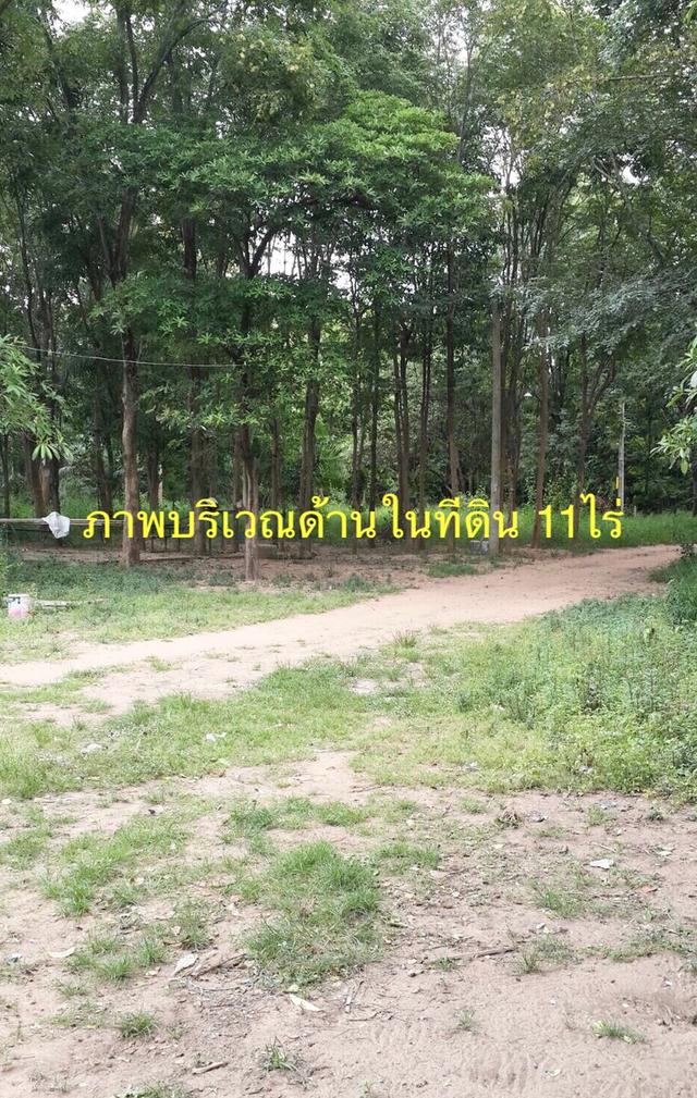 ขายที่ดินพร้อมไม้พะยูง ต้นไม้เต็มพื้นที่เนื้อที่ 11ไร่ 57ตรว. จอหอ เมืองนครราชสีมา ที่ดินติดถนน 2ด้าน เหมาะพัฒนาเป็นบ้านสวน คาเฟ่