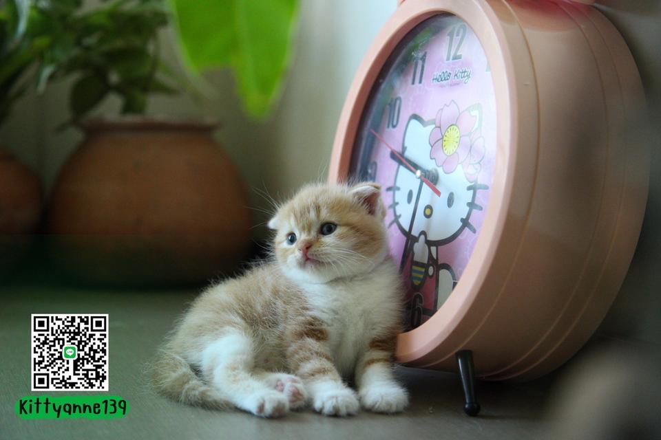 แมวสก็อตติชบริติชแท้ 12