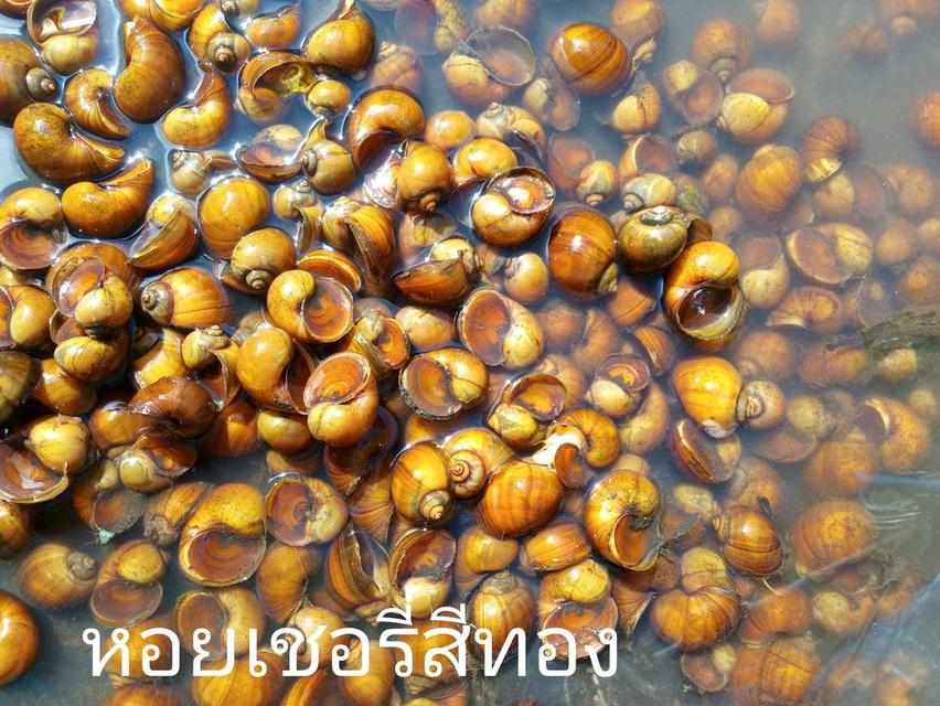 จำหน่ายหอยเชอรี่สีทองไข่ 6