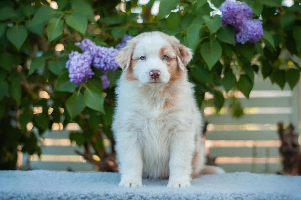 ลูกสุนัข Australian Shepherd นำเข้า