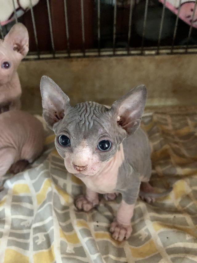 sphynx สฟิงซ์เพศหญิง 2