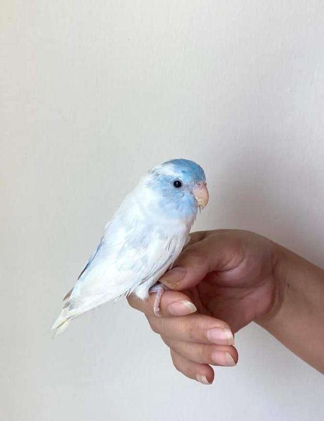 นกแก้วสีขาวตัดฟ้า