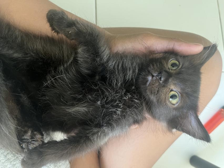 ขายน้องแมวเด็กอายุ2-3เดือน