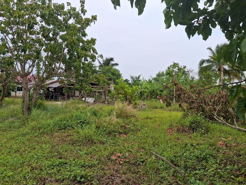 บ้านพร้อมที่ดิน อ.แม่ใจ.จ.พะเยา 2569 6