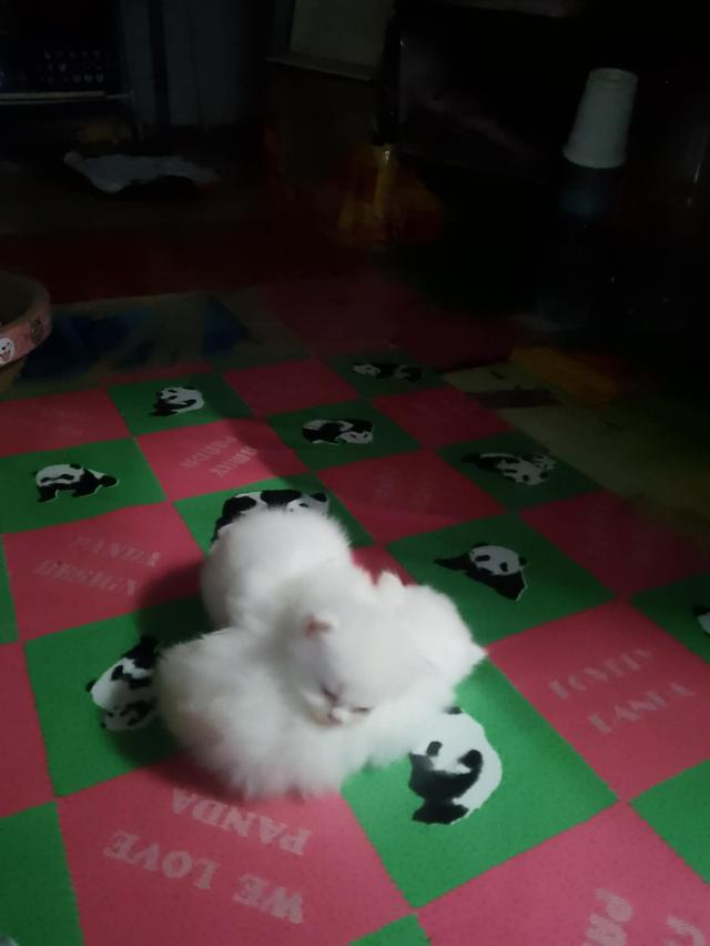 ลูกแมวเปอร์เซีย  อายุ1เดือน กับ 10วัน รูปที่ 6