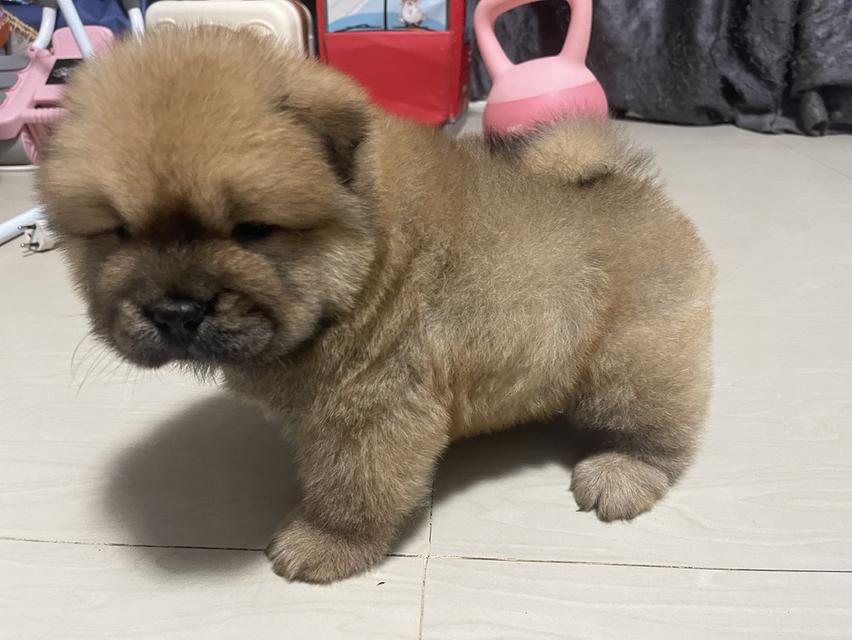 หมาเชาว์เชาว์แท้ 100% รูปย่อยที่ 4