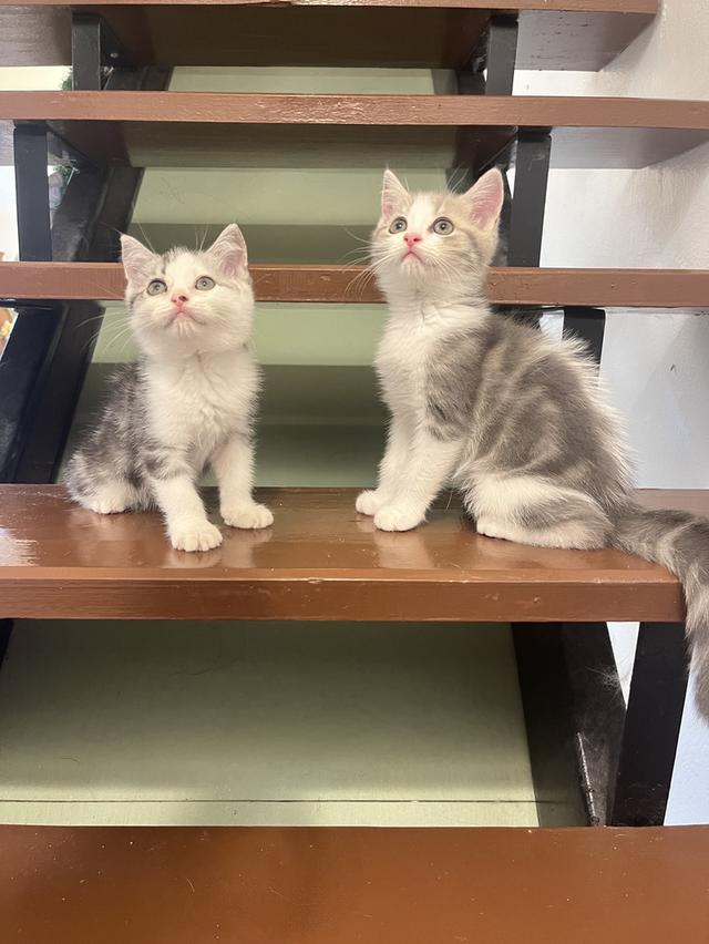 แมวสก๊อตติชโฟแท้   เด็กเด็กน่ารักมาก 8