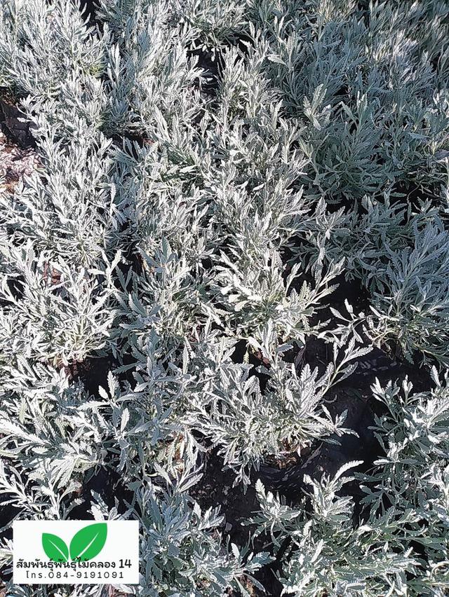 ลาเวนเดอร์ ต้นลาเวนเดอร์ รูปที่ 3