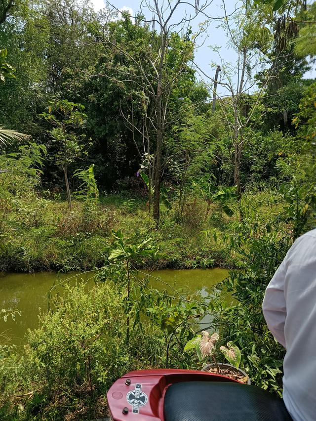 ที่ดินหลังตลาดน้ำบางน้ำผึ้ง 3