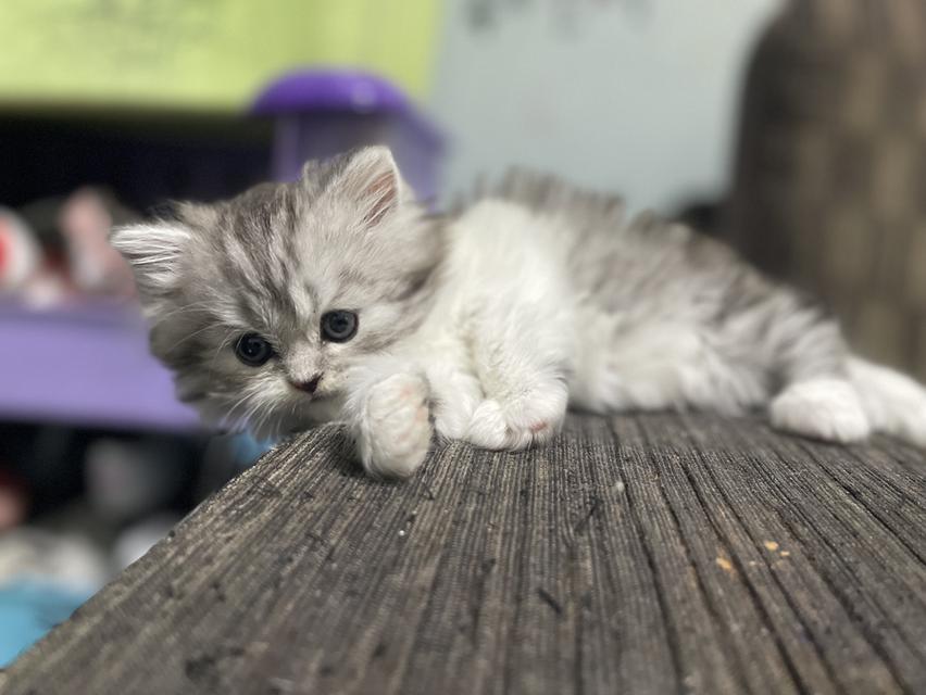 น้องเจ๊ไฝ(เพศเมีย)เกิด19/9/68 11