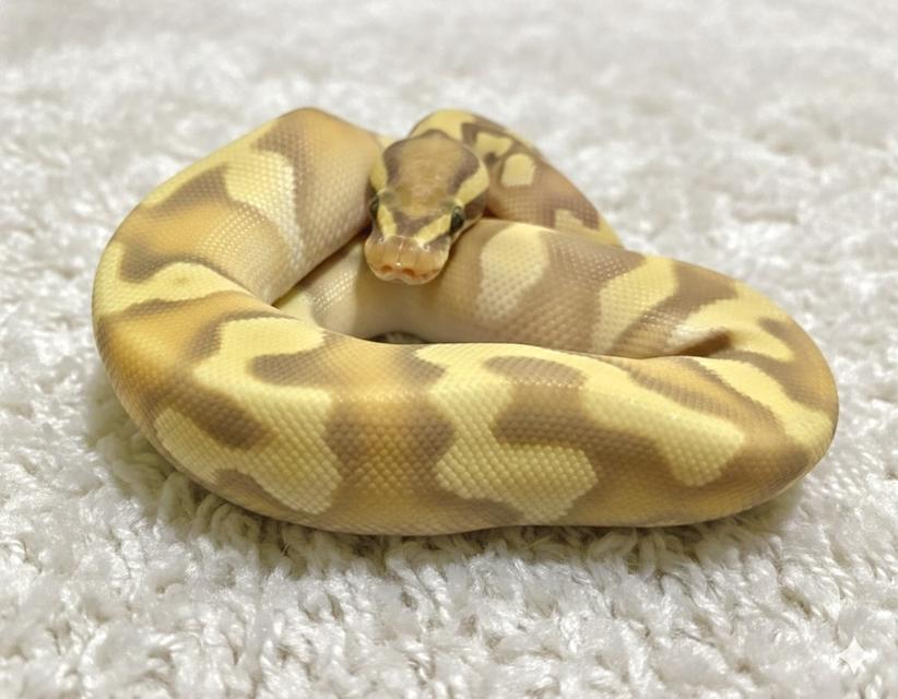 งูบอล 1.0 cg mojave od poss enchi y25