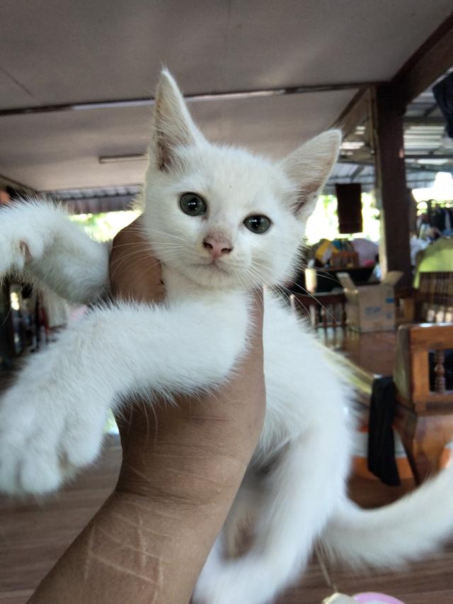 สัตว์เลี้ยง ลูกแมว แมวเมนคูน แมวขาวมณี