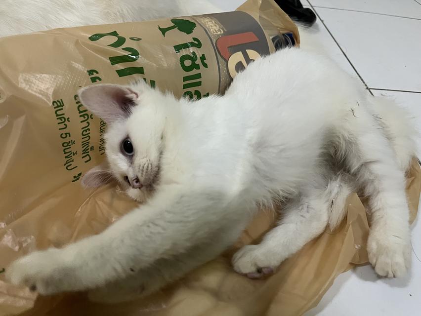 ขายแมววเด็ก4เดือน ขาวมณี