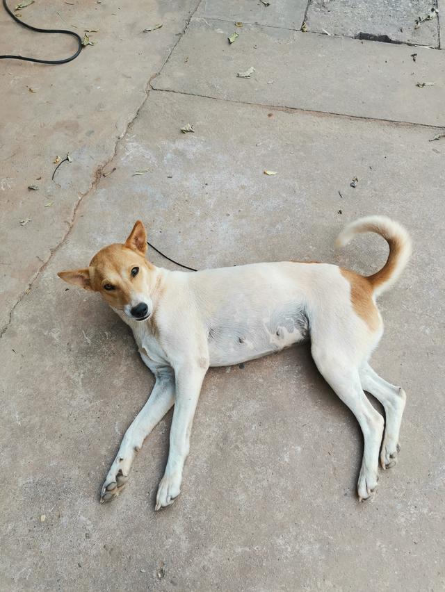 หมาไท​ยหลัง​อาน​แม่​ลูก​ รูปที่ 2