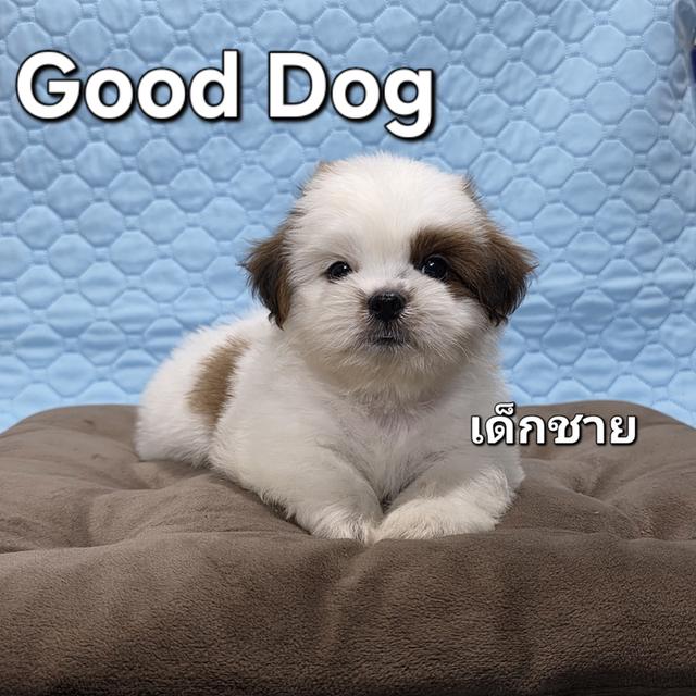 ลูกสุนัขชิสุ (Good Dog)