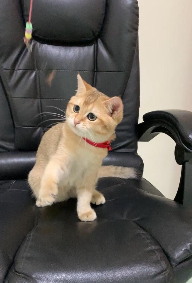 British Shorthair พร้อมย้าย • ใบเพ็ด WCF • วัคซีนครบตามวัย • จากฟาร์มจดทะเบียน Aoivelle รูปย่อยที่ 3