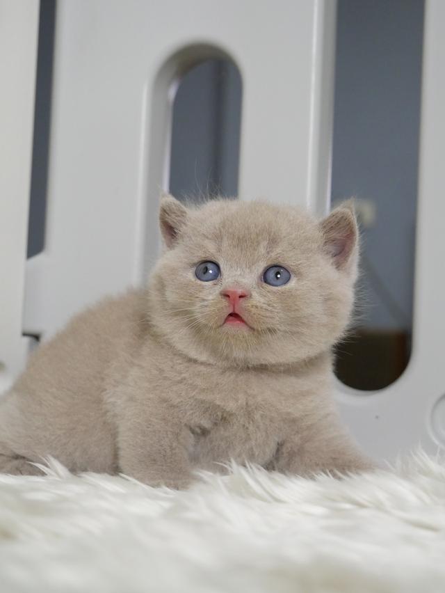 แมวบริติชช๊อตแฮร์ผู้ชายสีไลแลก รูปที่ 2