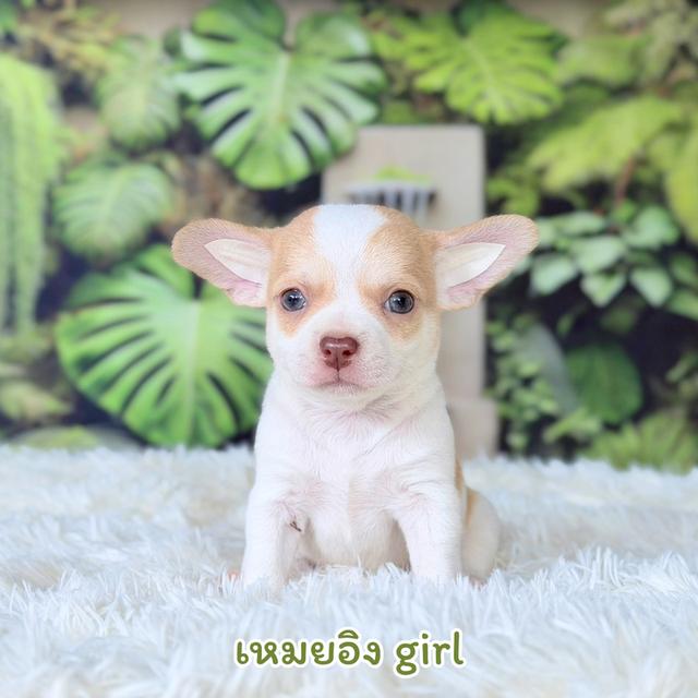 ขิวาวาขนสั้นสายพันธุ์แท้ รูปที่ 5