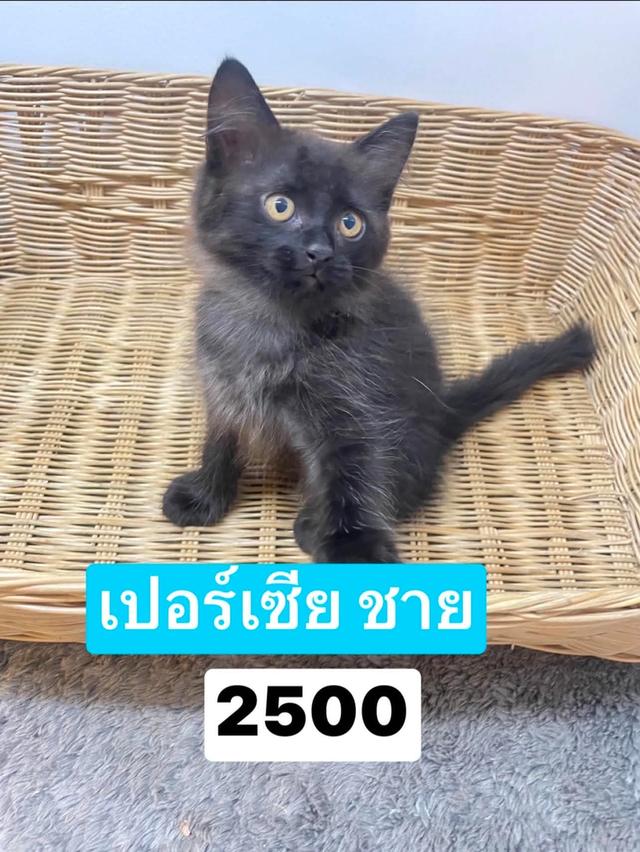 เปอร์เซีย สีดำ ชาย 2500❌ปิด❌