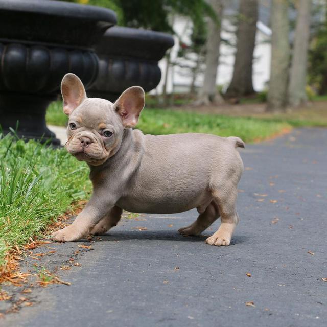 French Bulldog Puppies  WhatsApp me : +66 63 826 3042 รูปที่ 3