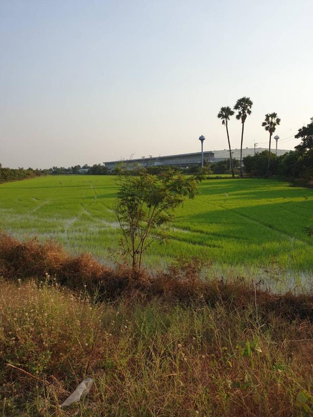 ขายที่ดิน 6-2-13 ไร่ ทำเลศักยภาพ สามโคก ปทุมธานี 4