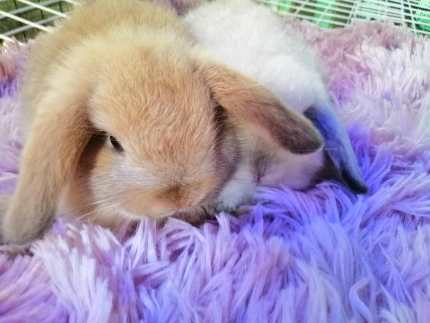 กระต่ายมินิลอป สวยมาก !! ที่สุด !! 3
