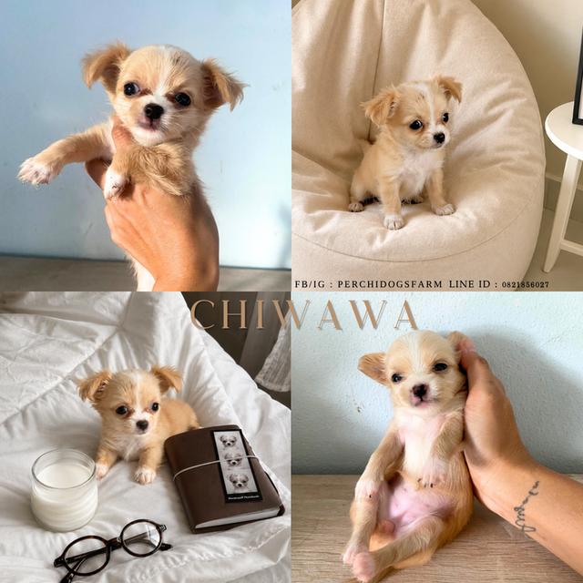 ลูกหมา ชิวาวา หญิง น่ารักมาก
