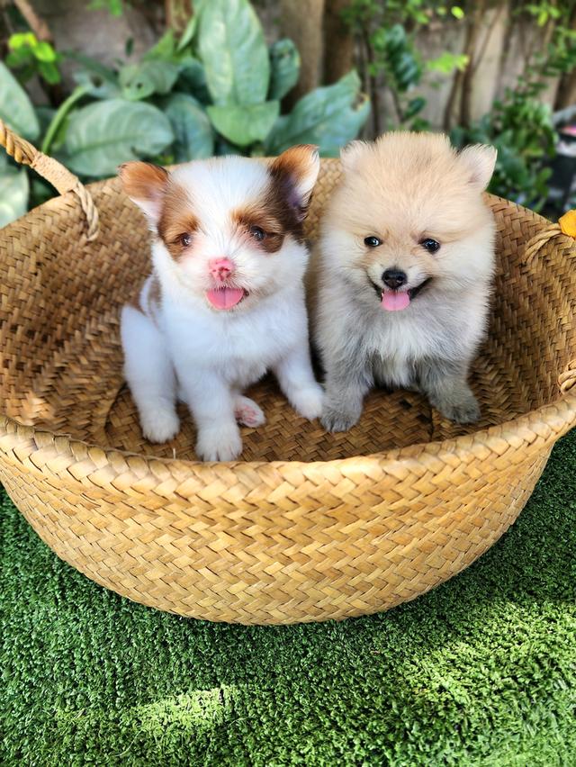 พันธุ์เล็ก ขนฟูๆ น่ารักๆ