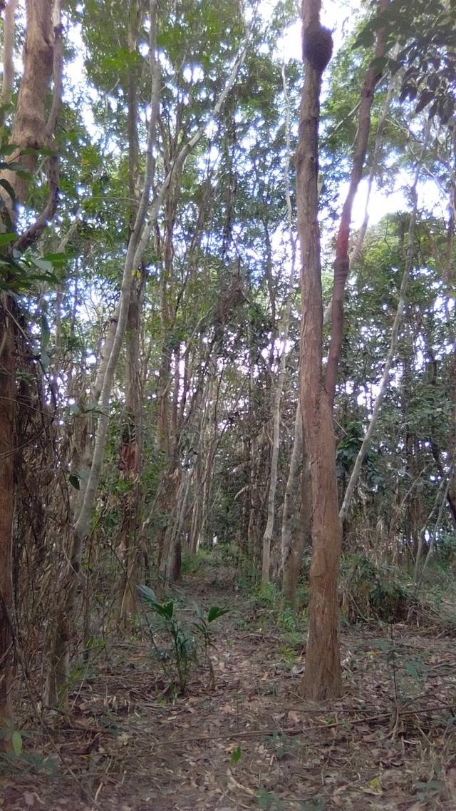 ที่ดินบ้านสวน มุกดาหาร 14