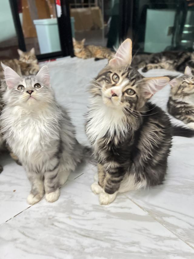 ขนส่งฟรีแบบVip🌟ลูกแมวMainecoon(เมนคูน) 4 เดือน เมนคูนแท้💯% ฟอร์มใหญ่ พ่อ-แม่มีใบรับรองสายพันธุ์ 2