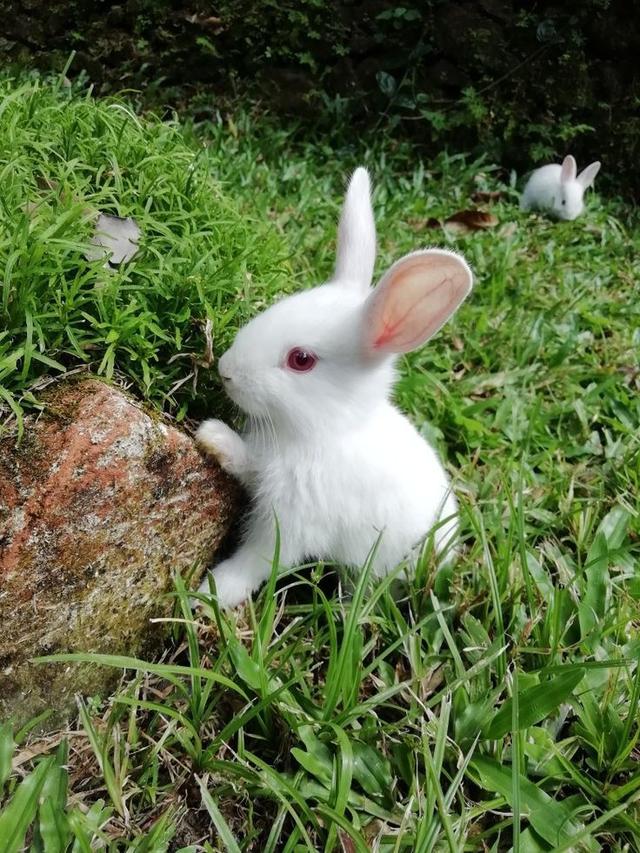กระต่ายเนเธอร์แลนด์ดวอร์ฟ สีขาว