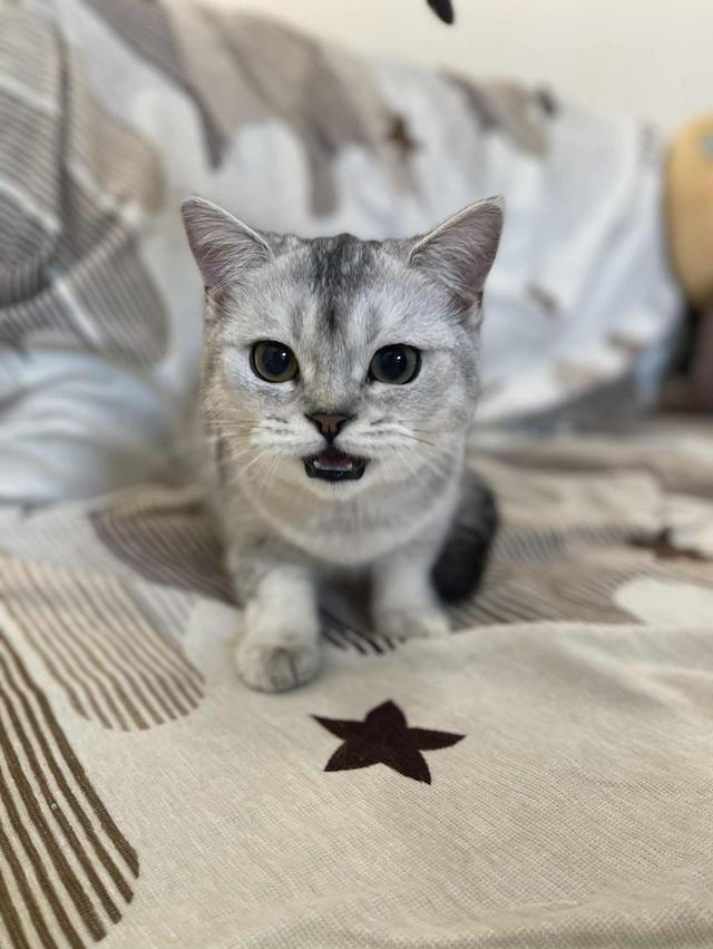 สาวสก็อต