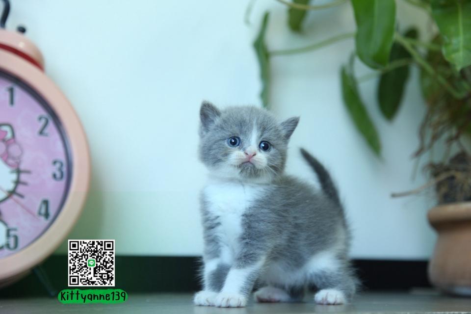 แมวหิมาลายันบริติชแท้ 3