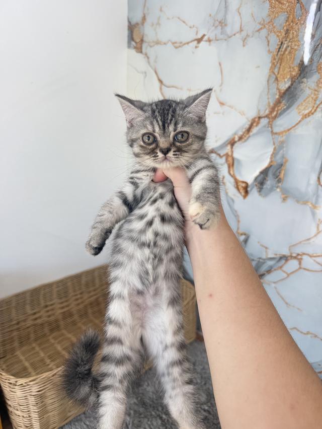 ลูกแมวพันธุ์สก๊อตติชแท้