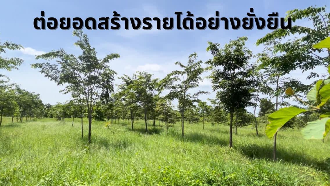 ที่ดินสวนป่า สร้างรายได้ อู่ทอง สุพรรณบุรี ขนาด 10 ไร่  3