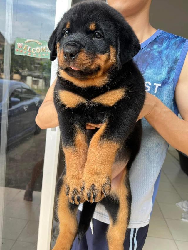 Rottweiler Puppies Available for sale รูปที่ 3