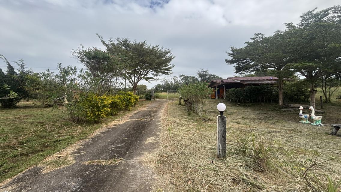 ทอไหม ไอหมอก รีสอร์ท 8 ไร่ 9.5 ล้าน บ.ไทรทอง อ.วังน้ำเขียว 6