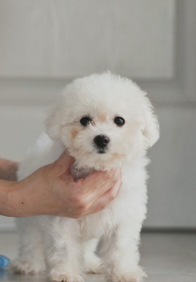 ลูกสุนัข Bichon บิชอง