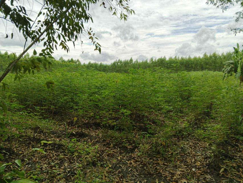 ขายที่ดินห้างสูง 4 ไร่ ติดถนนคอนกรีตเข้าซอยจากถนน4082-300เมตร ใกล้เอเชียคลีน-4กม. อ.หนองใหญ่ ชลบุรี 1